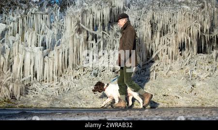 10/02/21 Nick Taylor cammina su springer spaniel, Chester, davanti a un riccio incastrato in ghiaccioli giganti che si sono formati durante la notte a Ellastone, sul Derbyshire St Foto Stock