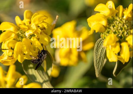 ape su fiore giallo. Una Xylocopa violacea su Phlomis fruticosain. Ape falegname viola sul salvia di Gerusalemme in Svizzera in giorno di sole. Foto Stock