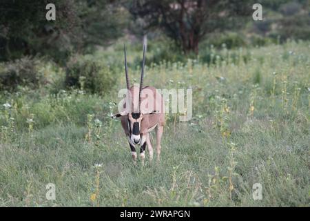 Beisa oryx (Oryx beisa), maschio in pascolo ricco a seguito di piogge non stagionali dovute ai cambiamenti climatici Foto Stock