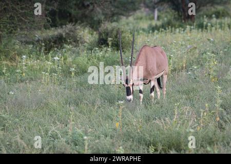 Beisa oryx (Oryx beisa), maschio in pascolo ricco a seguito di piogge non stagionali dovute ai cambiamenti climatici Foto Stock