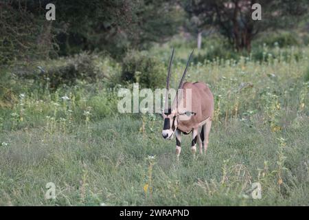 Beisa oryx (Oryx beisa), maschio in pascolo ricco a seguito di piogge non stagionali dovute ai cambiamenti climatici Foto Stock