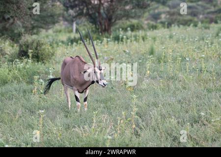 Beisa oryx (Oryx beisa), maschio in pascolo ricco a seguito di piogge non stagionali dovute ai cambiamenti climatici Foto Stock