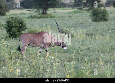 Beisa oryx (Oryx beisa), maschio in pascolo ricco a seguito di piogge non stagionali dovute ai cambiamenti climatici Foto Stock