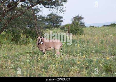 Beisa oryx (Oryx beisa), maschio in pascolo ricco a seguito di piogge non stagionali dovute ai cambiamenti climatici Foto Stock