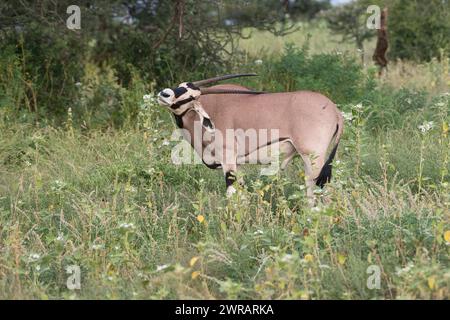 Beisa oryx (Oryx beisa), maschio in un ricco pascolo a seguito di piogge non stagionali dovute ai cambiamenti climatici e che usa le sue lunghe corna per grattarsi la schiena Foto Stock