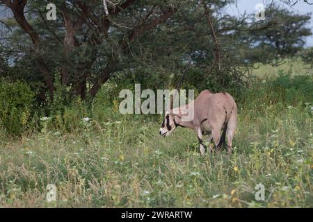 Beisa oryx (Oryx beisa), maschio in pascolo ricco a seguito di piogge non stagionali dovute ai cambiamenti climatici Foto Stock