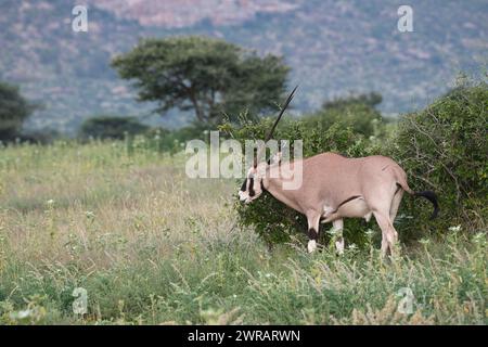 Beisa oryx (Oryx beisa), maschio in pascolo ricco a seguito di piogge non stagionali dovute ai cambiamenti climatici Foto Stock