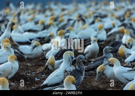 Gannet pulcini e gannets adulti si riuniscono all'alba Foto Stock