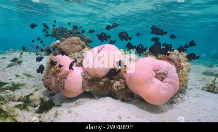 Anemoni marini con pesci sott'acqua nell'oceano Pacifico (Heteractis magnifica con Dascyllus trimaculatus), scena naturale, Bora Bora, Polinesia francese Foto Stock