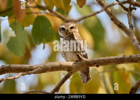 Gufo maschio sul ramo di un albero di sal, Bandhavgarh National Park, India Foto Stock