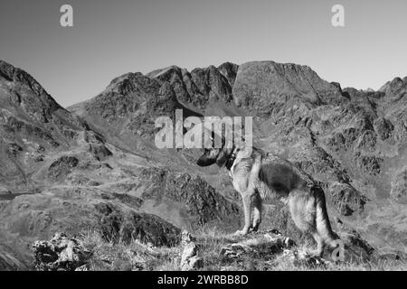 Un cane si affaccia su un paesaggio montuoso con una foto in bianco e nero, Amazing Dogs in the Nature Foto Stock