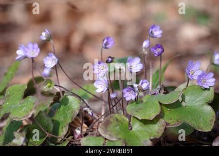Mosto di Liverpool (Hepatica nobilis), pianta, fiore, blu, protetto, Germania, i fiori blu-viola della liverwort fioriscono all'inizio di marzo Foto Stock