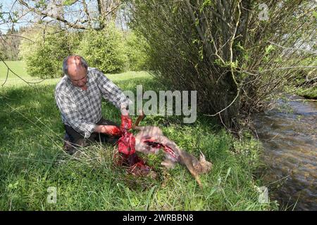 Cacciatore che smantellava un capriolo europeo (Capreolus capreolus) che rimuoveva stomaco e interiora, Allgaeu, Baviera, Germania Foto Stock