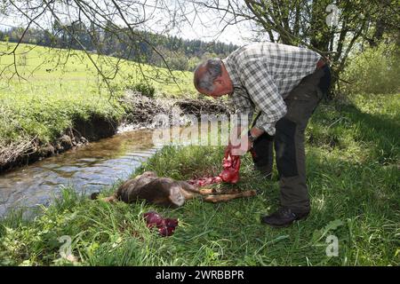 Cacciatore che smantellava un capriolo europeo (Capreolus capreolus) che rimuoveva stomaco e interiora, Allgaeu, Baviera, Germania Foto Stock