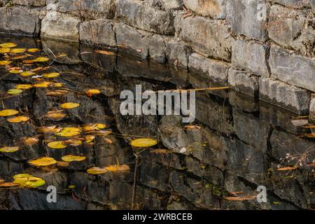 Giglio galleggiante e foglie cadute sull'acqua accanto a un muro di pietra, che riflette i colori autunnali, in Corea del Sud Foto Stock