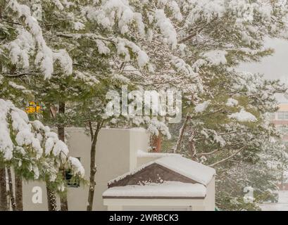 Pini ricoperti di neve con condomini sullo sfondo in un giorno d'inverno, in Corea del Sud Foto Stock