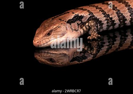 Skink indonesiano dalle tonalita' blu (Tiliqua gigas), adulto, prigioniero, Indonesia Foto Stock