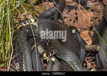 Gruppo di serpenti d'erba (Natrix natrix) che prendono il sole Foto Stock