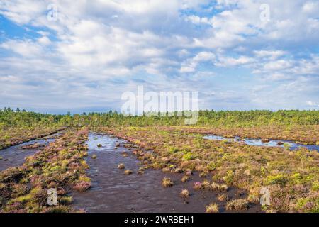 Fossati con fango dopo l'estrazione della torba su una torbiera con una pineta in estate Foto Stock