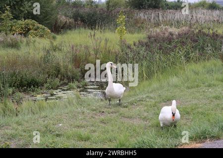 Un paio di Swans Cardiff Bay, riserva naturale paludosa, Galles Regno Unito Reedbeds aree urbane di biodiversità bonificate Foto Stock