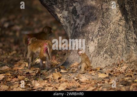 Macachi rhesus a Bandhavgarh, India Foto Stock