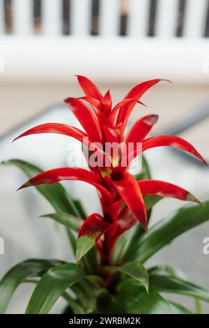 Bromeliade rossa in fiore Bromeliaceae Macro Shot Foto Stock