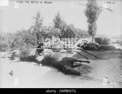 Dopo la battaglia di Haelen, la fotografia mostra cavalli morti in una strada dopo la battaglia di Haelen che fu combattuta dagli eserciti tedeschi e belgi il 12 agosto 1914 nei pressi di Haelen, Belgio durante la prima guerra mondiale, 1914, guerra mondiale, 1914-1918, Glass negatives, 1 negativo: vetro Foto Stock