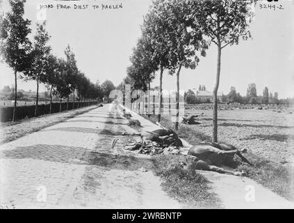 Road from Diest to Haelen, la fotografia mostra cavalli morti in una strada dopo la battaglia di Haelen che fu combattuta dagli eserciti tedeschi e belgi il 12 agosto 1914 nei pressi di Haelen, Belgio durante la prima guerra mondiale, 1914, guerra mondiale, 1914-1918, Glass negatives, 1 negativo: vetro Foto Stock