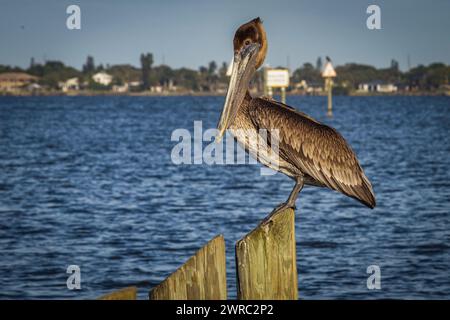 Pelican Foto Stock