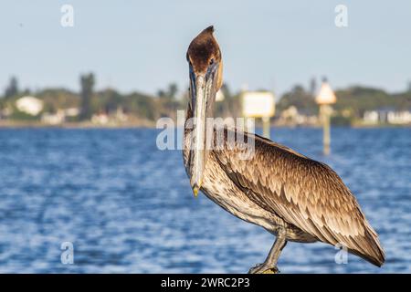 Pelican Foto Stock