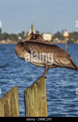 Pelican Foto Stock