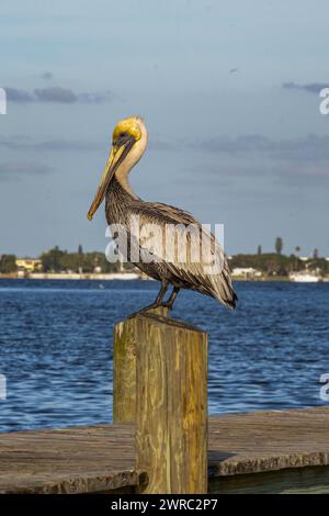 Pelican Foto Stock