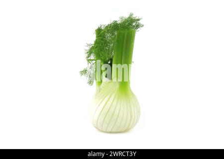 Finocchio intero prevalentemente giallo chiaro, con sfumature di verde a contrasto sui gambi e foglie piume isolate su sfondo bianco Foto Stock