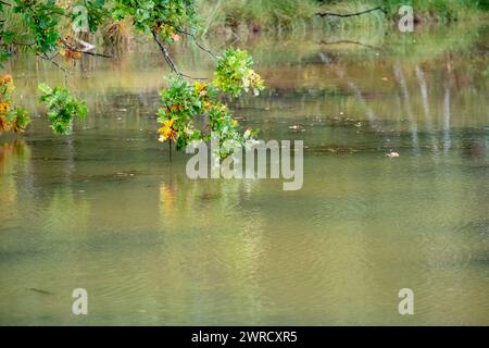 Questa immagine offre uno scorcio nel tranquillo dialogo tra terra e acqua, concentrandosi su un ramo di un albero di quercia che si estende su un fiume tranquillo. Le foglie, catturate nella sottile transizione dal verde alle calde tonalità dell'autunno, si riflettono nelle morbide increspature sottostanti. Questo momento sereno è una celebrazione del cambiamento stagionale, con ogni foglia e la sua riflessione che contribuiscono alla sinfonia generale dell'armonia naturale. Sussurri sull'acqua: Riflessi della diramazione di quercia. Foto di alta qualità Foto Stock