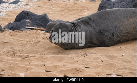 Seal Hawaii, Oahu, costa settentrionale Foto Stock