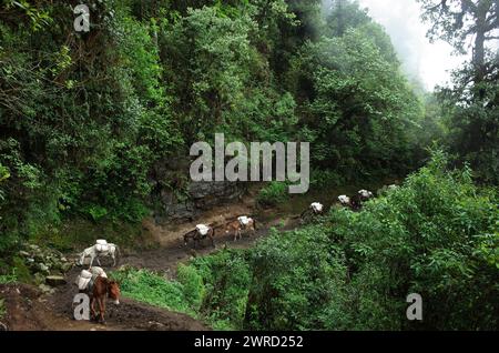 Trekking in Nepal Himalaya. Carovana di muli nella parte inferiore dell'Everest trekking - sentiero tra Jiri e Lukla Foto Stock