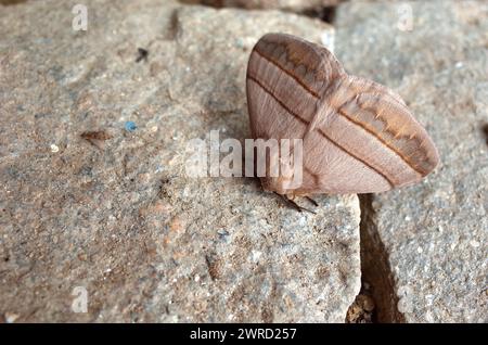 Grande falena marrone su superficie in pietra. Fotografato in Nepal Foto Stock