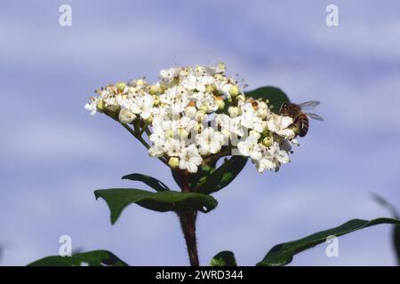 Fiori bianchi di Laurustinus o laurustine (Viburnum tinus). Cielo. Api mellifere occidentali, api mellifera europee (Apis mellifera). Primavera, Paesi Bassi, marzo Foto Stock