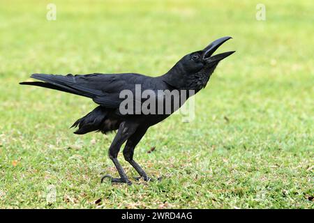 Immagine ritratto di un singolo grande corvo nel parco all'aperto Foto Stock