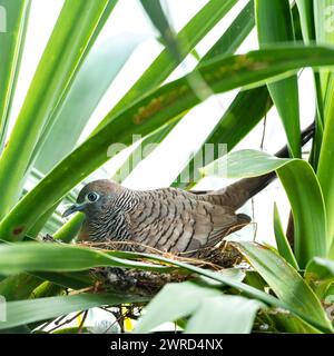 Un genitore adulto, Zebra dove, nidificata, seduto nell'Asia meridionale della Thailandia Foto Stock