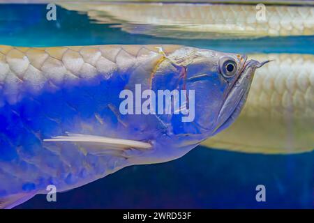 primo piano di un pesce arowana d'argento. Il pesce ha un corpo lungo e sottile con grandi scaglie e un colore argento scintillante. Pesce arowana d'oro asiatico faccia vicino Foto Stock