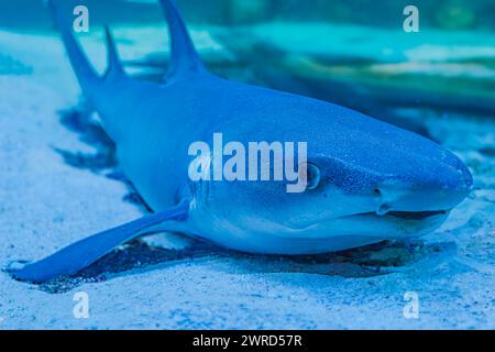 Foto sott'acqua di uno squalo nutrice titubante che giace sulla barriera corallina in acqua cristallina Shorttail nutrice che nuota in un acquario. Questi piccoli squali sono stati trovati Foto Stock