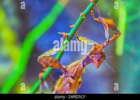 Questa macro immagine presenta un ritratto frontale di un maschio Carolina mantis Stagmomantis carolina che prega l'insetto mantis pronto ad attaccare Foto Stock