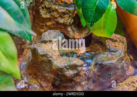 decorazione. fontana nel terario Foto Stock