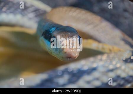 Palla di fuoco Python Snake avvolta intorno a un ramo. python, un popolare serpente per animali domestici noto per il suo temperamento docile. Il serpente ha un motivo e un colore unici Foto Stock