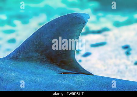 Pinna di squalo. Foto sott'acqua di uno squalo nutrice titubante che giace sulla barriera corallina in acqua cristallina Shorttail nutrice che nuota in un acquario. Questo piccolo squalo Foto Stock