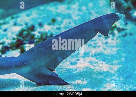 Coda di squalo. Foto sott'acqua di uno squalo nutrice titubante che giace sulla barriera corallina in acqua cristallina Shorttail nutrice che nuota in un acquario. Questo piccolo shar Foto Stock