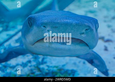 Foto sott'acqua di uno squalo nutrice titubante che giace sulla barriera corallina in acqua cristallina Shorttail nutrice che nuota in un acquario. Questi piccoli squali sono stati trovati Foto Stock