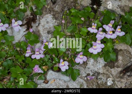 Zimbelkraut, Zymbelkraut, Mauer-Zimbelkraut, Cymbalaria muralis, Linaria cymbalaria, toadflax con lievito d'edera, Kenilworth ivy, coliseum ivy, Oxford ivy, mo Foto Stock