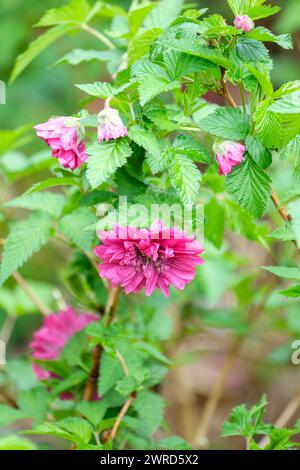 Rubus spectabilis Olympic Double, Salmonberry Olympic Double, doppi fiori viola-rosa Foto Stock
